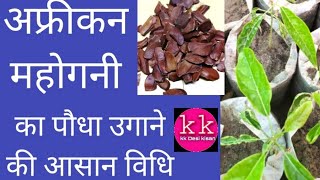 how to mahogany seeds germination processमहोगनी का पौधा कैसे उगाया जाता हैमहोगनी का बीज कैसे उगाये [upl. by Eirac]