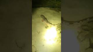 Epaulette sharks The Greatest Pet Ever [upl. by Davida534]