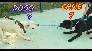 CANE CORSO VS DOGO ARGENTİN BULUŞMASI  KİM KAZANIR [upl. by Nielsen354]