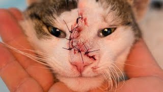 Removing Immense Botfly Inside Cats Nose Part 110 [upl. by Wolfie103]