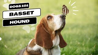 Basset Hound  Dogs 101 [upl. by Gerius]