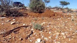 finding a 3 34 oz gold nugget gold nuggets digging for gold [upl. by Tnafni]