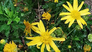 Ευρύωψ χρυσανθεμοειδής Euryops chrysanthemoides στο Κάστρο του Αγίου Γεωργίου της Λισαβόνας [upl. by Ecille]