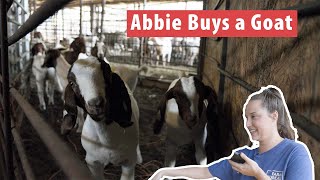 Filthy Farm Jobs  Abbie Buys a Goat  S3E1 [upl. by Laenaj]