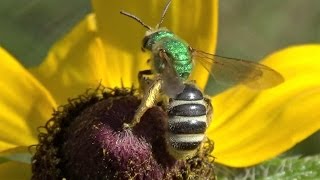 Bicolored Metallic Green Sweat Bee Agapostemon virescens [upl. by Syxela979]