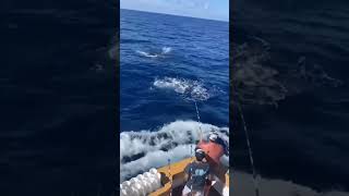 Insane Marlin fishing action [upl. by Dugan]