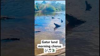 Gator Land Orlando Morning chorus disney universalstudiosflorida orlando gatorland [upl. by Roz460]