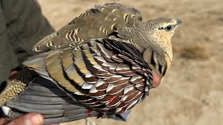 Sandgrouse hunting [upl. by Vada]