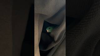 Lineolated Parakeet Wasabi Lives in My Sweatshirt Shorts [upl. by Ingar109]