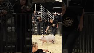 Krew with his Crew at Livestock shows showpigs pigs stockshowkids [upl. by Nalaf]