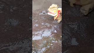 So funny Catching snakehead fish  SNAKEHEAD FISH shorts fish channa viralvideo [upl. by Dream]