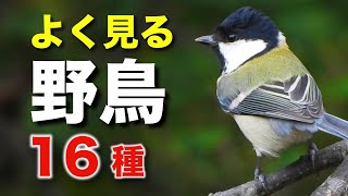 よく見る野鳥を16種類ほど詳しく解説！【初心者向け・鳴き声つき】 [upl. by Halyhs]