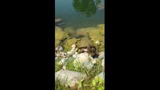 Feeding Hotdog to Snapping Turtle [upl. by Lasky]