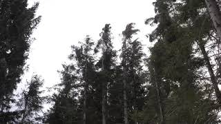 Strong Howling Wind Sound 2 Hours  Swaying Spruce Trees in The Wind [upl. by Genaro]