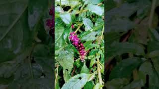 Southern pokeweed fruits varieties [upl. by Baggs]