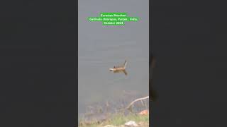 Eurasian Moorhen Gallinula chloropus [upl. by Nary342]