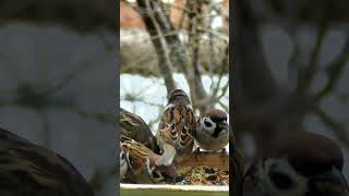 Воробьи в кормушке  Мордобой birds birdfeeder [upl. by Gare]