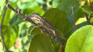 Baby Cape Dwarf Chameleons  just born [upl. by Meehan]