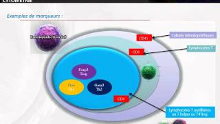CYTOLOGIE Cytométrie en flux [upl. by Enimrac514]