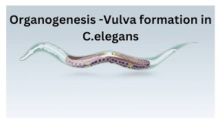 Organogenesis Vulva formation in Celegans [upl. by Aroda]