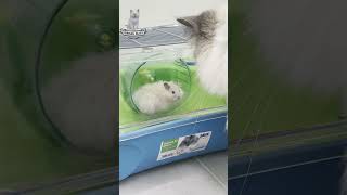 Curious Cat’s Reaction to a Surprise Hamster Encounter 😮🐾 cat cats funny shorts fyp [upl. by Acirfa]