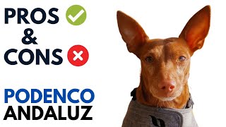 Podenco Andaluz Pros and Cons  Andalusian Warren Hound Advantages and Disadvantages [upl. by Ruvolo915]