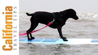 Surfing Dogs  Loews Coronado Bay Resort Surf Dog Competition  California Travel Tips [upl. by Asor861]