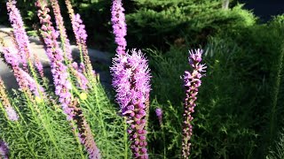 Liatris spicata [upl. by Gibson600]