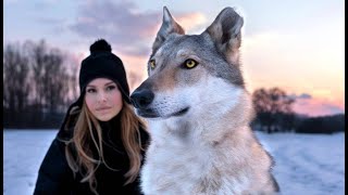 CZECHOSLOVAKIAN WOLFDOG  The Ultimate Guide  Animal Watch [upl. by Maren]