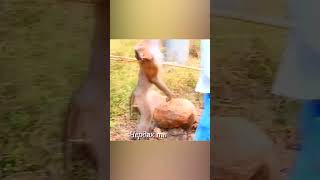 Rescuing a monkey after being electrocuted animals animalshorts [upl. by Christen956]