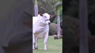 Nelor ranch lovely cattle breed big cattle farming animals youtube short shorts [upl. by Ativel]