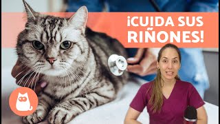 CONSEJOS para CUIDAR los RIÑONES de tu GATO 🐱  Cómo prevenir problemas renales en gatos ✅ [upl. by Annabela800]