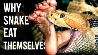 Why Snakes Eat Themselves  Animal Geographic [upl. by Ahsino]