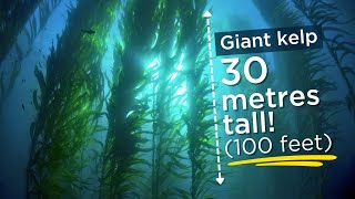 Saving The Oceans Giant Kelp [upl. by Harelda]