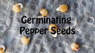 Flower seeds germination in a paper towel gardening shorts gardeningtips [upl. by Lathan]