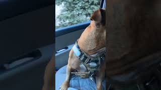 youtubeshorts staffy dog staffie staffylovers [upl. by Martica]