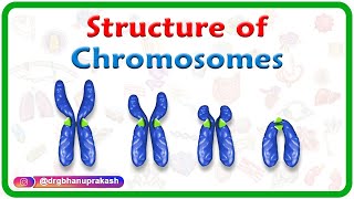 Structure of Chromosomes Chromosome morphology amp Karyotyping  USMLE Step 1 [upl. by Ydnam154]