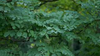 Robinia pseudoacacia  Black Locust [upl. by Etat]