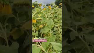 A day in sunflower fields farming sunflower organicfarming nature peace sunset sunflowerfarm [upl. by Errot314]