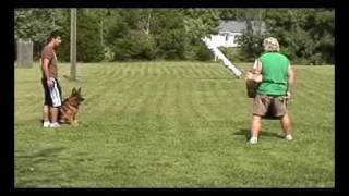 Schutzhund 1 routine SG1 Zeke vom Eichen Hugel [upl. by Fregger]