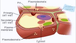 AP Biology  Plant Cell Wall [upl. by Oflodur]