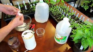 How to Make an Eggshell amp Vinegar Fertilizer to Manage Blossom End Rot  Recipe amp Use DIY Ep2 [upl. by Lock653]