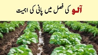 آلو کی فصل میں پانی کی اہمیت [upl. by Atterbury531]