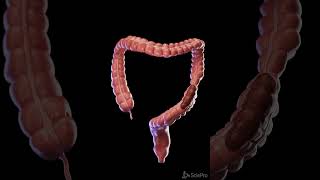 Colon in Motion Peristalsis Up Close meded anatomy 3dmodel [upl. by Frechette]