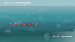 How Does It Work Synthesizing mRNA for Vaccine amp Therapeutic Development [upl. by Henig976]