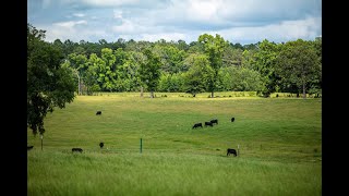 Jeffers Ranch  466 Acres  Smith County Texas Ranch for Sale [upl. by Katrina]