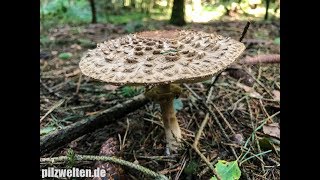 Olivbrauner Safranschirmling WaldSafranschirmling Chlorophyllum olivieri Macrolepiota olivieri [upl. by Asiulana834]