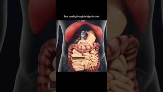 digestive tract food traveling  digestive system shorts shortvideo [upl. by Nyvek430]