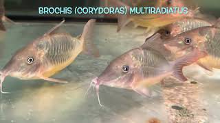 Brochis Corydoras multiradiatus [upl. by Nefets791]