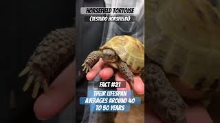 Horsefield tortoise Testudo horsfieldi has an average lifespan of 40 to 50 years [upl. by Anibas541]